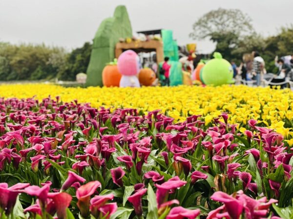 2026桃園彩色海芋季《園夢奇芋記》現場有超過6萬5千株彩色海芋,更搭配小蒼蘭、百合、波斯菊,超過14個不同品種,總共高達20萬株的夢幻花草綻放。