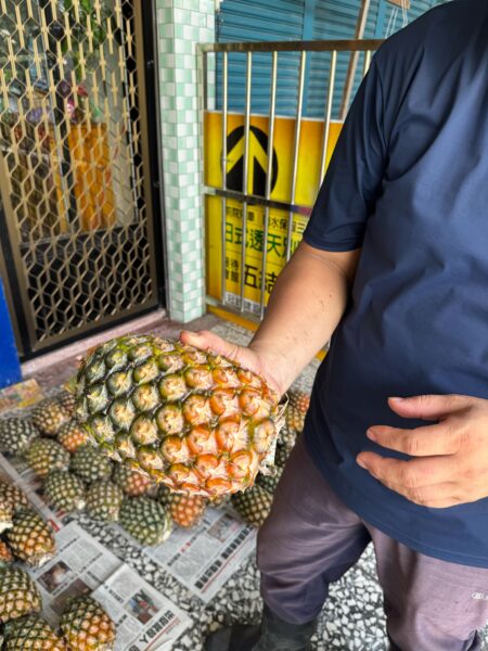 二湖鳳梨農友示範成熟鳳梨挑選重點，果實底部約三分之一轉為紅黃色，代表成熟度高、甜度佳；二湖鳳梨平均甜度達14度以上，果肉細緻多汁，現正進入最佳賞味期。圖／寶朕甜提供