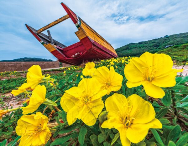 東莒 月見草花。圖/莒光鄉提供