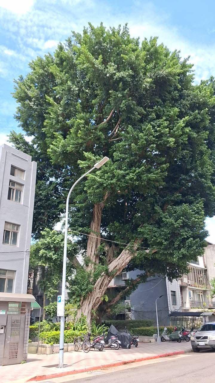 延壽一號公園榕樹保護引關注　松山區公所：未反對列管、建議專業評估