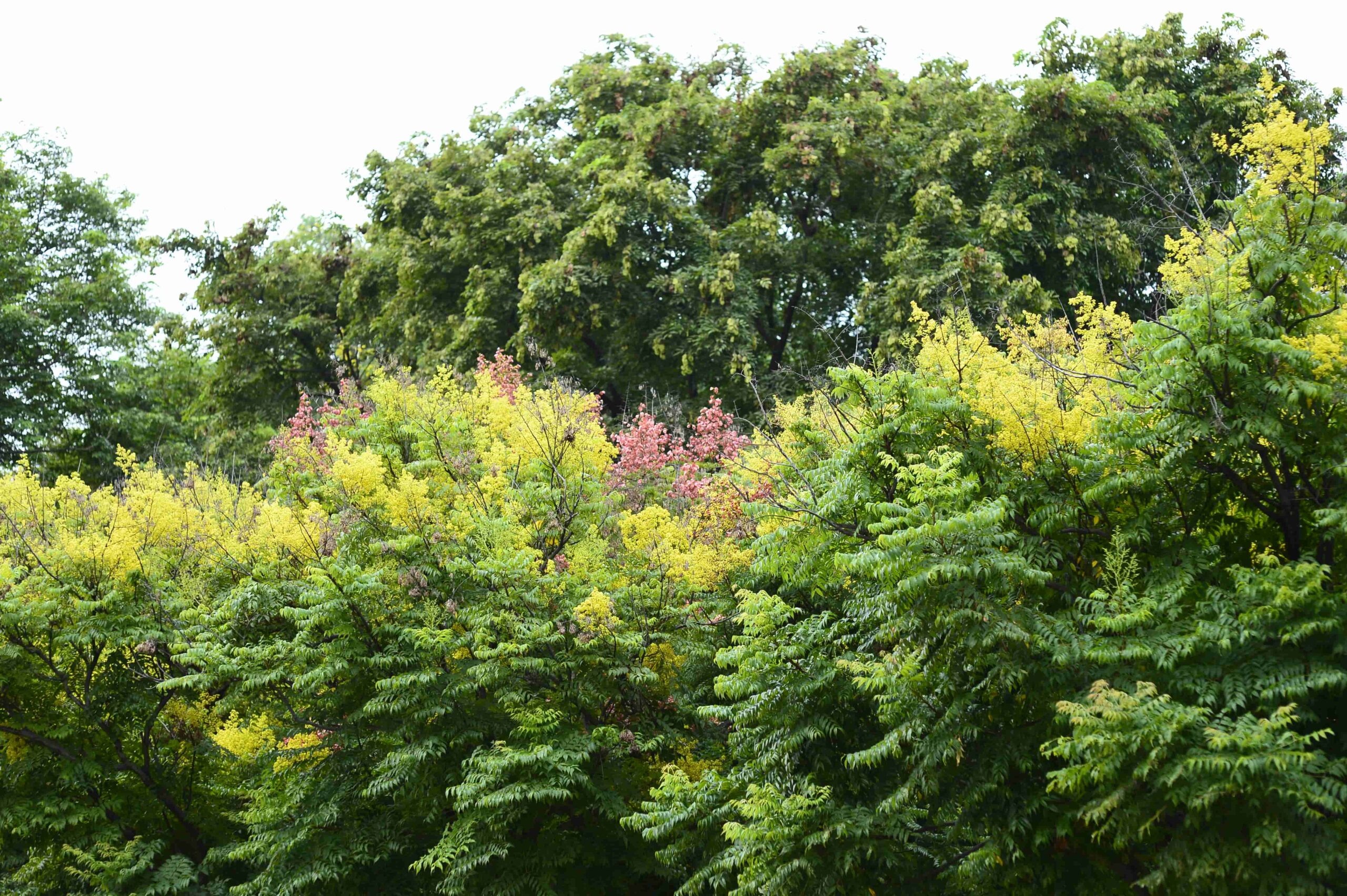 台灣欒樹金黃花序、粉紅蒴果與翠綠枝葉交織，展現豐富色彩，為港都秋日景觀增添繽紛風華。（圖／高雄市政府工務局公園處提供）