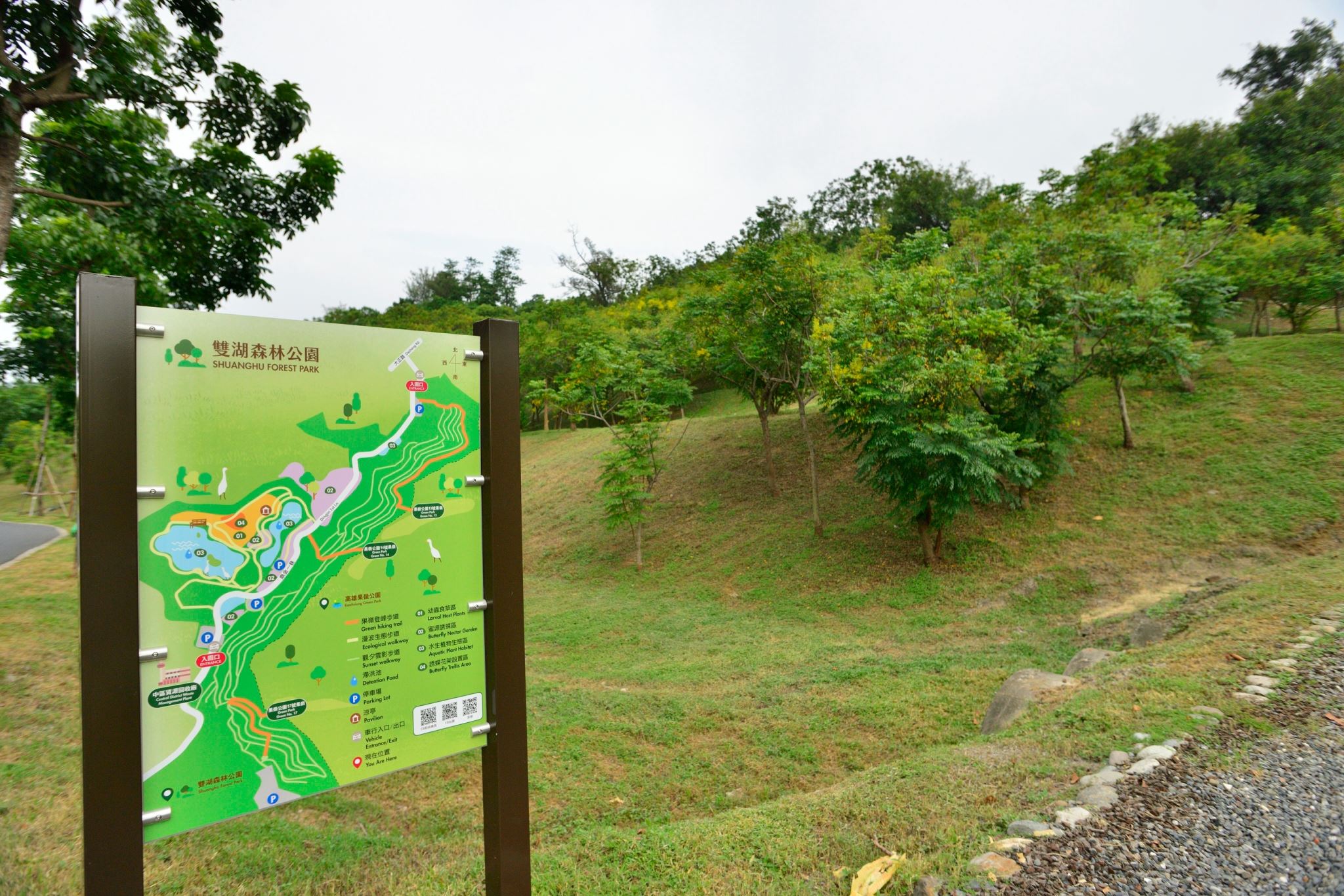 高雄雙湖森林公園台灣欒樹綻放金黃花序，點綴翠綠山坡，為秋日園區增添季節色彩。（圖／高雄市政府工務局公園處提供）
