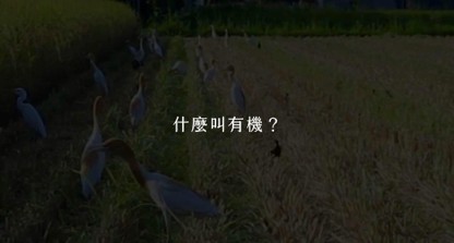 白鷺群聚田間，紀錄片《還鄉絕路》以「什麼叫有機？」的提問，引領觀眾思考行健社區農作、環境與居民生活之間的關係。（圖／行健社區提供）