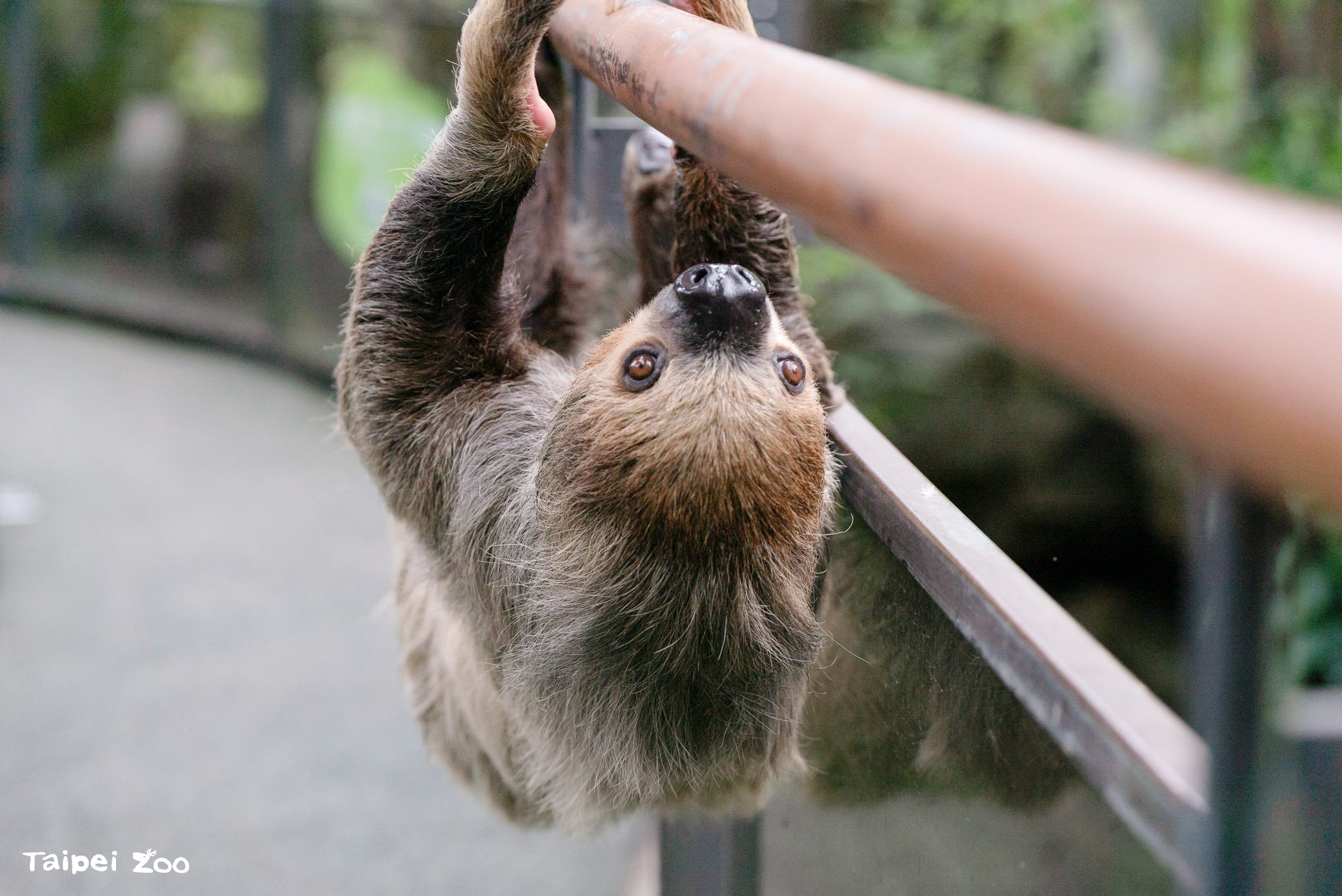 二趾樹獺以勾爪抓握步道扶手欄杆，懸吊身體活動。園方提醒，近距離觀察時切勿觸碰，讓動物保有自在、安全的活動空間。（圖／臺北市立動物園提供）
