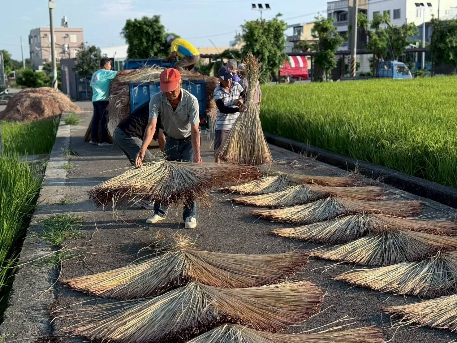 苑裡社區居民合力搬運、攤曬藺草，延續傳統曬草工序，呈現地方藺草產業的農事風景與生活智慧。（圖／苗栗縣政府提供）