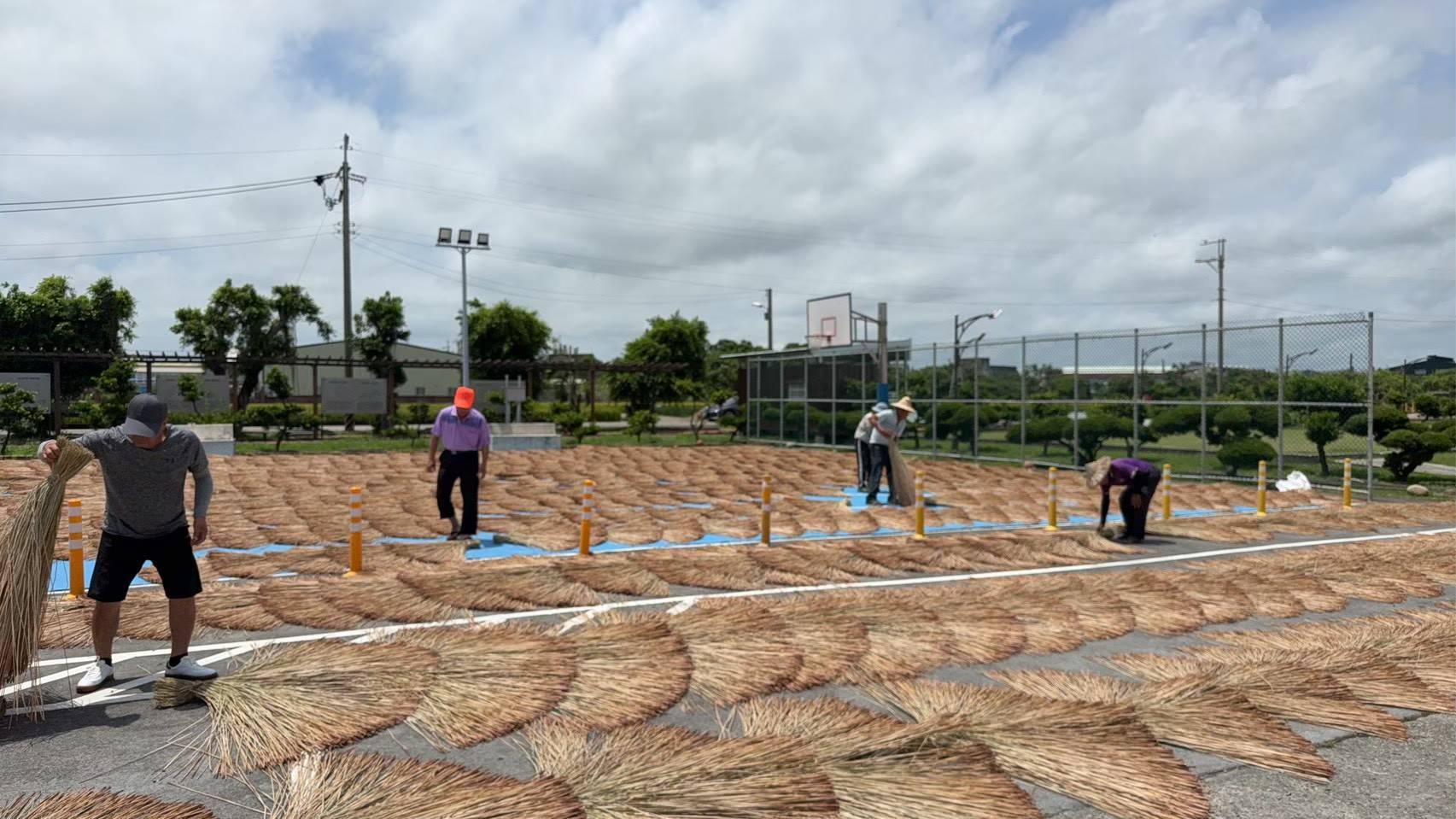 社區居民利用戶外場地攤曬藺草，一束束藺草鋪展成扇形，呈現苑裡傳統產業特有的曬草風景。（圖／苗栗縣政府提供）